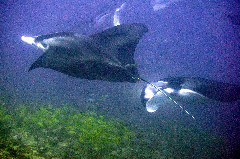    Mareste fotografia 

WeDive - Maldive 2017