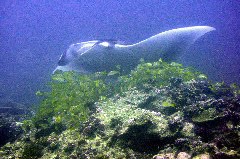    Mareste fotografia 

WeDive - Maldive 2017