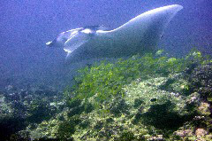    Mareste fotografia 

WeDive - Maldive 2017