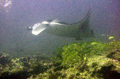    Mareste fotografia 

WeDive - Maldive 2017