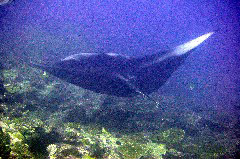    Mareste fotografia 

WeDive - Maldive 2017