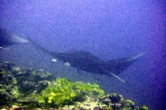    Mareste fotografia 

WeDive - Maldive 2017