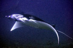    Mareste fotografia 

WeDive - Maldive 2017