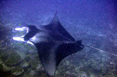    Mareste fotografia 

WeDive - Maldive 2017