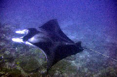    Mareste fotografia 

WeDive - Maldive 2017