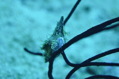    Mareste fotografia 

WeDive - Maldive 2017