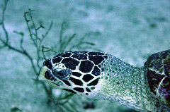    Mareste fotografia 

WeDive - Maldive 2017