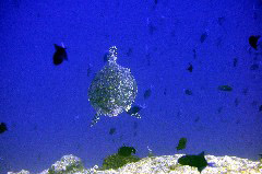    Mareste fotografia 

WeDive - Maldive 2017