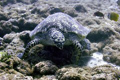    Mareste fotografia 

WeDive - Maldive 2017