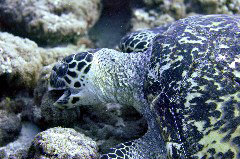    Mareste fotografia 

WeDive - Maldive 2017