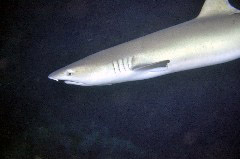    Mareste fotografia 

WeDive - Maldive 2017