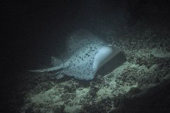    Mareste fotografia 

WeDive - Maldive 2017