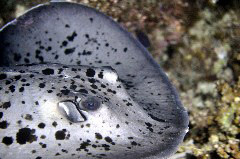    Mareste fotografia 

WeDive - Maldive 2017