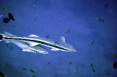    Mareste fotografia 

WeDive - Maldive 2017