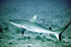    Mareste fotografia 

WeDive - Maldive 2017