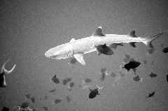    Mareste fotografia 

WeDive - Maldive 2017