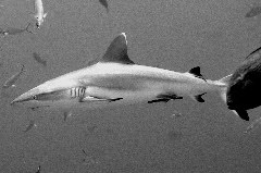    Mareste fotografia 

WeDive - Maldive 2017