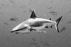    Mareste fotografia 

WeDive - Maldive 2017