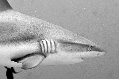    Mareste fotografia 

WeDive - Maldive 2017