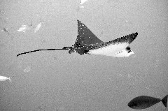    Mareste fotografia 

WeDive - Maldive 2017