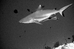    Mareste fotografia 

WeDive - Maldive 2017