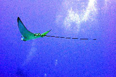    Mareste fotografia 

WeDive - Maldive 2017