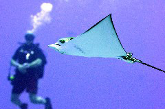    Mareste fotografia 

WeDive - Maldive 2017