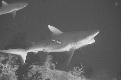    Mareste fotografia 

WeDive - Maldive 2017