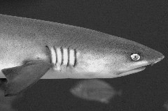    Mareste fotografia 

WeDive - Maldive 2017