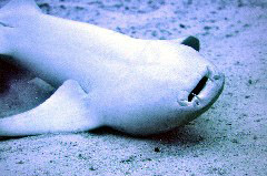    Mareste fotografia 

WeDive - Maldive 2017