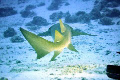    Mareste fotografia 

WeDive - Maldive 2017