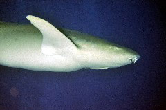    Mareste fotografia 

WeDive - Maldive 2017