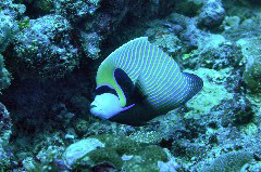    Mareste fotografia 

WeDive - Maldive 2017