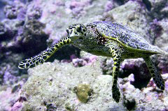    Mareste fotografia 

WeDive - Maldive 2017