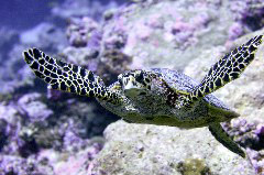    Mareste fotografia 

WeDive - Maldive 2017