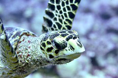    Mareste fotografia 

WeDive - Maldive 2017