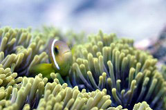    Mareste fotografia 

WeDive - Maldive 2017