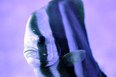    Mareste fotografia 

WeDive - Maldive 2017