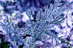    Mareste fotografia 

WeDive - Maldive 2017