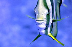    Mareste fotografia 

WeDive - Maldive 2017