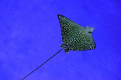    Mareste fotografia 

WeDive - Maldive 2017