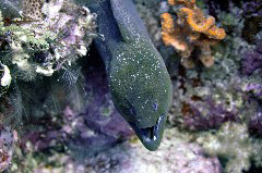    Mareste fotografia 

WeDive - Maldive 2017