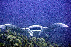    Mareste fotografia 

WeDive - Maldive 2017