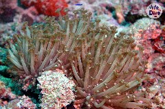    Mareste fotografia 

WeDive - Maldive 2019