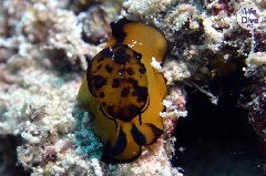    Mareste fotografia 

WeDive - Maldive 2019