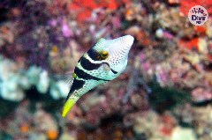    Mareste fotografia 

WeDive - Maldive 2019