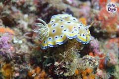    Mareste fotografia 

WeDive - Maldive 2019