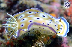    Mareste fotografia 

WeDive - Maldive 2019