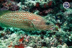    Mareste fotografia 

WeDive - Maldive 2019