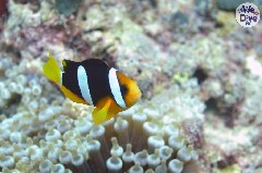    Mareste fotografia 

WeDive - Maldive 2019